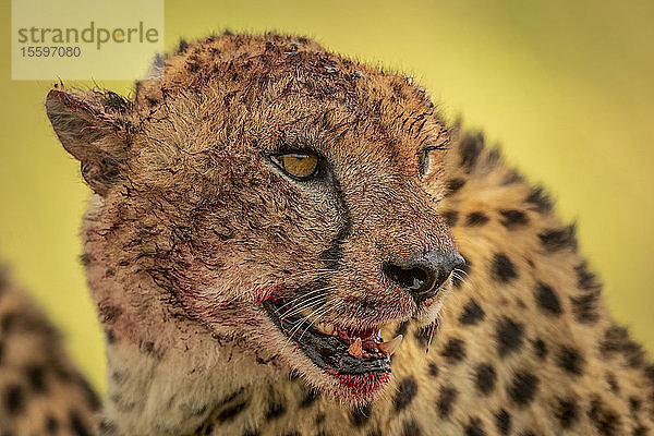 Nahaufnahme eines Geparden (Acinonyx jubatus)  der seinen blutverschmierten Kopf nach rechts dreht  Klein's Camp  Serengeti National Park; Tansania