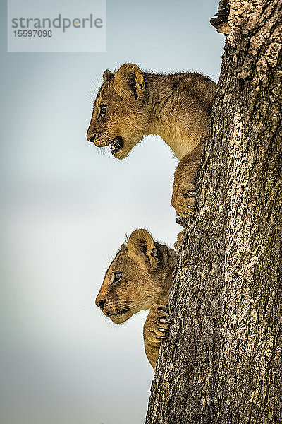 Löwenjunge (Panthera leo) schauen vom Baumstamm aus  Grumeti Serengeti Tented Camp  Serengeti National Park; Tansania