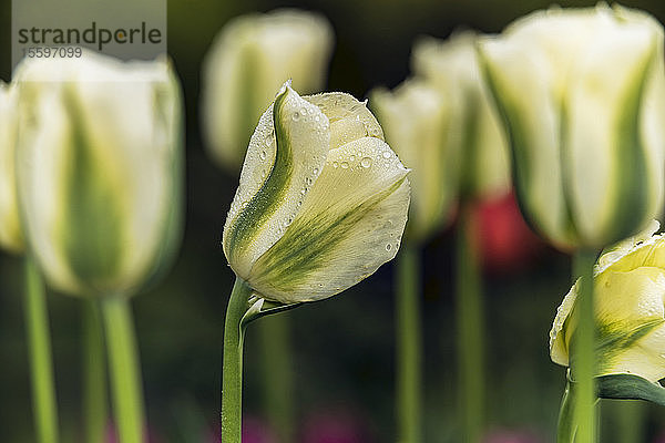 Blühende Tulpen  'Spring Green' (Viridiflora)  Brooklyn Botanic Garden; Brooklyn  New York  Vereinigte Staaten von Amerika