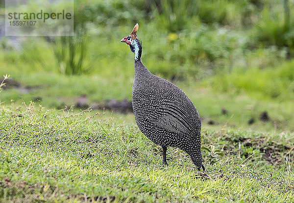 Helmperlhuhn (Numida meleagris)  Ngorongoro-Krater  Ngorongoro-Naturschutzgebiet; Region Arusha  Tansania