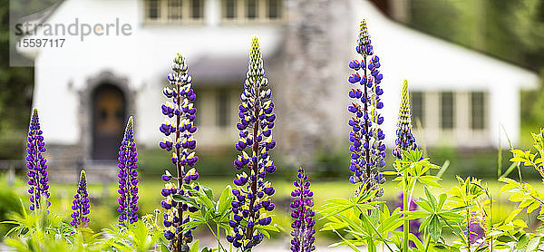 Blühende Lupinen (Lupinus) mit der Superintendent's Residence im Hintergrund  Yoho National Park; Field  British Columbia  Kanada