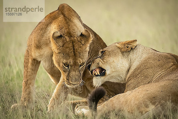 Nahaufnahme einer Löwin  die ihr Junges anknurrt  Grumeti Serengeti Tented Camp  Serengeti National Park; Tansania