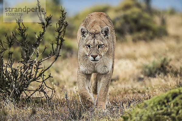 Puma mit verletztem Auge bei einem Spaziergang durch die Landschaft in Südchile; Chile