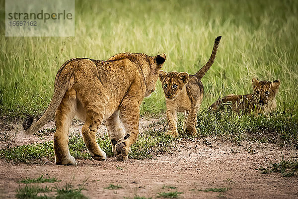 Löwenjunge (Panthera leo)  die von einem anderen beobachtet werden  Grumeti Serengeti Tented Camp  Serengeti National Park; Tansania