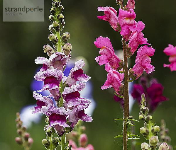 Löwenmäulchen (Antirrhinum) blühen in einem Blumengarten in Oregon; Astoria  Oregon  Vereinigte Staaten von Amerika