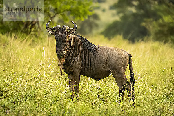 Streifengnu (Connochaetes taurinus) steht und beobachtet die Kamera im Gras  Cottar's 1920s Safari Camp  Maasai Mara National Reserve; Kenia