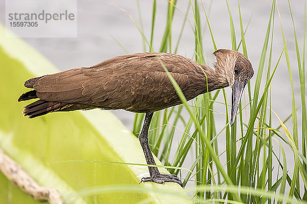 Hamerkop (Scopus umbretta)  Kazinga-Kanal  Queen-Elizabeth-Nationalpark; Westliche Region  Uganda