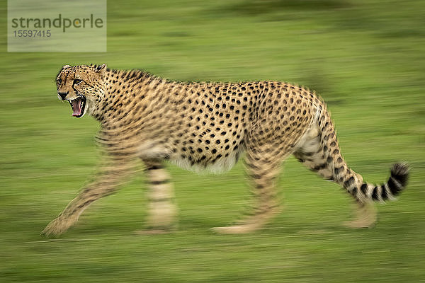 Langsamer Schwenk eines männlichen Geparden (Acinonyx jubatus) im Vorbeigehen  Klein's Camp  Serengeti National Park; Tansania