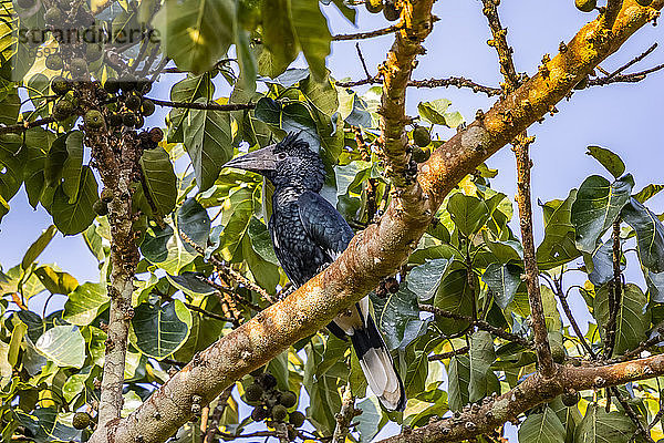 Hornvogel (Bucerotidae)  Bigodi Wetland Sanctuary  Bwindi Impenetrable Forest; Westliche Region  Uganda