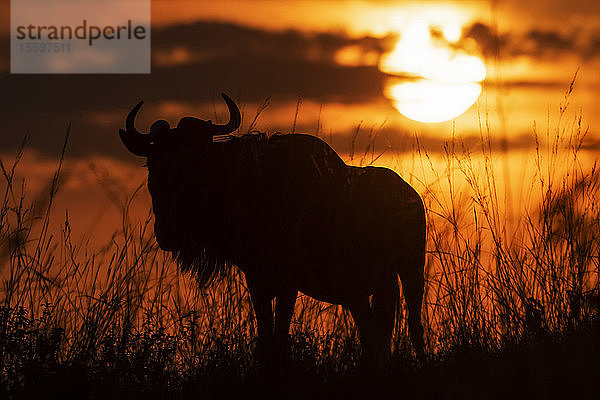 Silhouette eines Streifengnus (Connochaetes taurinus) gegen den Himmel bei Sonnenuntergang  Cottar's 1920s Safari Camp  Maasai Mara National Reserve; Kenia