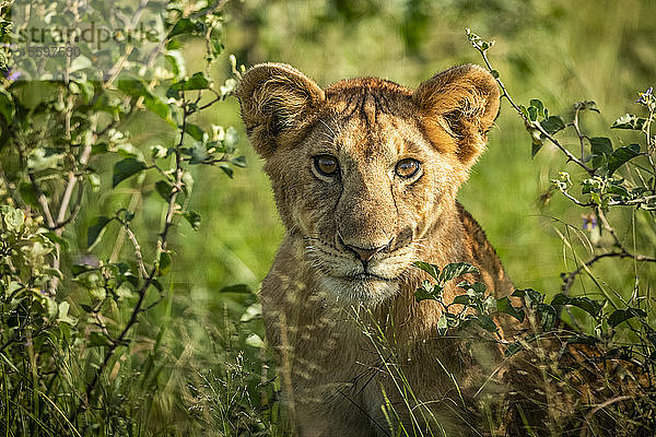 Nahaufnahme eines Löwenjungen (Panthera leo)  der im Gebüsch sitzt  Grumeti Serengeti Tented Camp  Serengeti National Park; Tansania