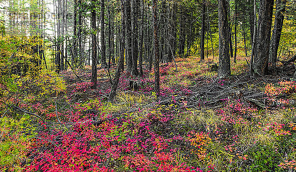 Wald und Waldboden in leuchtenden Herbstfarben; British Columbia  Kanada