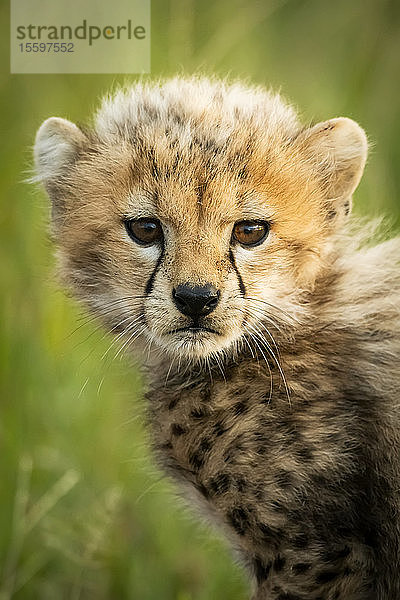 Nahaufnahme eines Gepardenjungen (Acinonyx jubatus)  der im Gras sitzt  Grumeti Serengeti Tented Camp  Serengeti National Park; Tansania