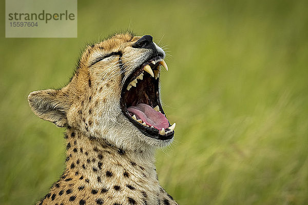 Nahaufnahme eines weiblichen Geparden (Acinonyx jubatus) beim Gähnen im Grasland  Grumeti Serengeti Tented Camp  Serengeti National Park; Tansania