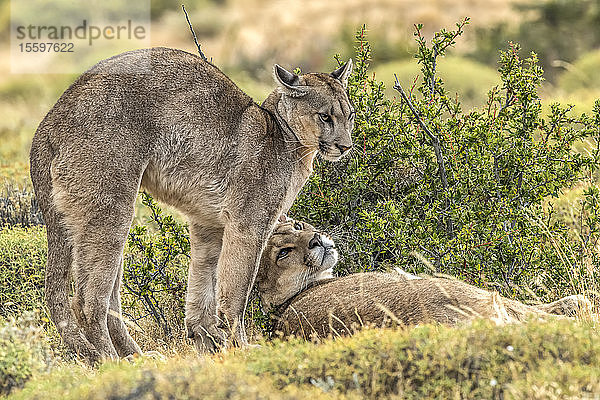 Zwei Pumas in der Landschaft in Südchile; Chile