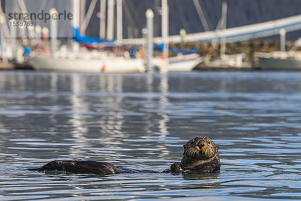 Ein Seeotter (Enhydra lutris) schwimmt im Seward Boat Harbor; Seward  Alaska  Vereinigte Staaten von Amerika