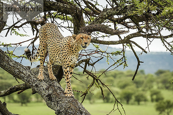 Männlicher Gepard (Acinonyx jubatus) steht auf einem Baumstamm und schaut nach rechts  Klein's Camp  Serengeti National Park; Tansania