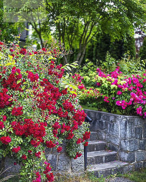 Gartenbereich mit Steinstufen und hellen  blühenden Blumen in North Vancouver; Vancouver  British Columbia  Kanada