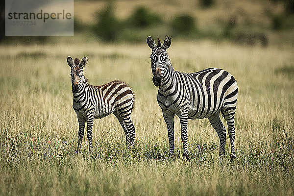 Zebramutter und Fohlen (Equus quagga) stehen vor der Kamera  Klein's Camp  Serengeti-Nationalpark; Tansania