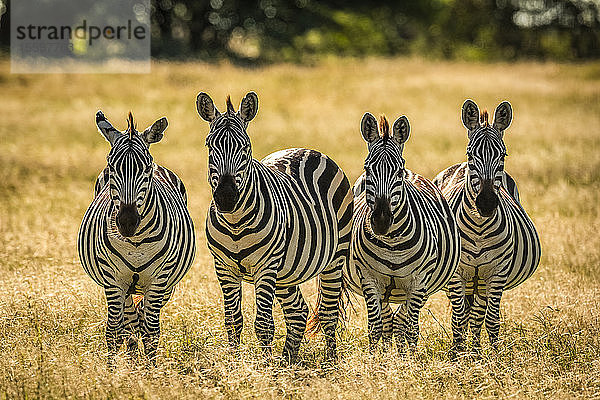 Vier Steppenzebras (Equus quagga) stehen im langen Gras  Grumeti Serengeti Tented Camp  Serengeti National Park; Tansania