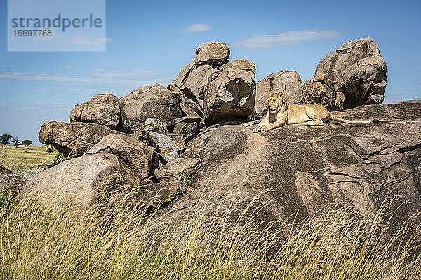 Löwin (Panthera leo) liegt auf einer von Gras umgebenen Kuppe  Klein's Camp  Serengeti National Park; Tansania