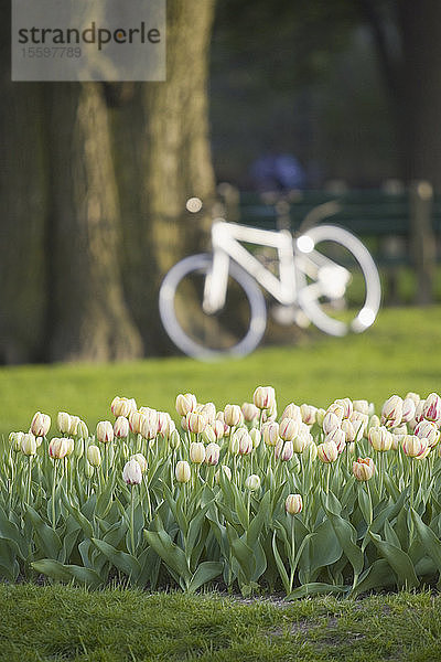 Tulpenblüten in einem Garten