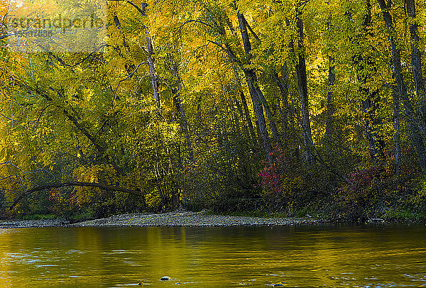 Herbstfarbenes Laub an den Bäumen entlang des Mission Creek; British Columbia  Kanada