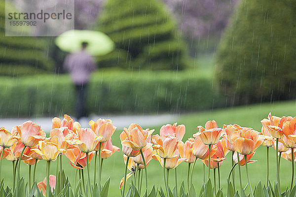 Tulpen in einem Garten  Boston Public Garden  Boston  Suffolk County  Massachusetts  USA