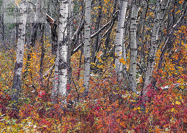 Rotes und orangefarbenes Herbstlaub an den Pflanzen auf dem Waldboden  Sturgeon County; Alberta  Kanada