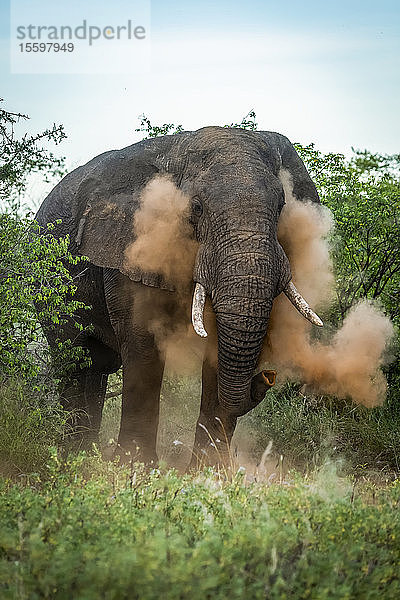 Männlicher afrikanischer Buschelefant (Loxodonta africana) beim Staubbad  Grumeti Serengeti Tented Camp  Serengeti National Park; Tansania