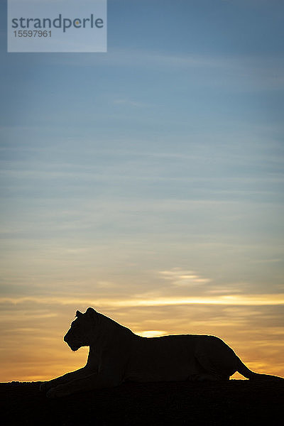 Löwin (Panthera leo) liegt in Silhouette gegen den Morgenhimmel  Grumeti Serengeti Tented Camp  Serengeti National Park; Tansania