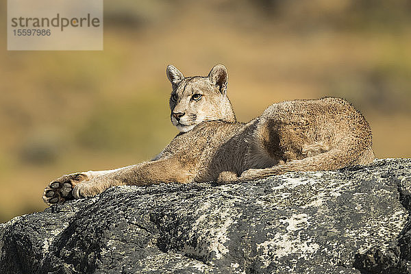 Puma auf einem Felsen liegend in Südchile; Chile