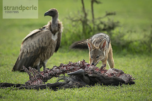 Geier beobachtet Schwarzrückenschakal (Canis mesomelas) beim Fressen eines Kadavers  Kleins' Camp  Serengeti-Nationalpark; Tansania