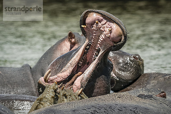 Flusspferd (Hippopotamus amphibius) öffnet sein Maul im Fluss  Grumeti Serengeti Tented Camp  Serengeti National Park; Tansania