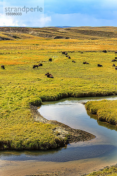 Bison (Bison bison) am Yellowstone River im Yellowstone National Park; Vereinigte Staaten von Amerikaa