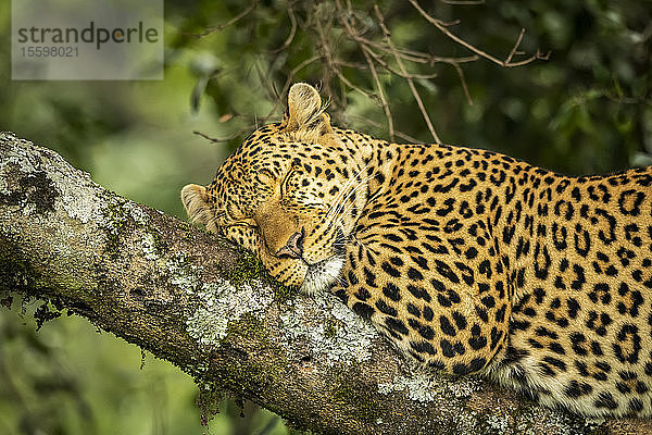 Nahaufnahme eines Leoparden (Panthera pardus)  der auf einem mit Flechten bedeckten Ast schläft  Cottar's 1920s Safari Camp  Maasai Mara National Reserve; Kenia