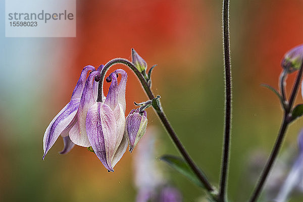 Akelei (Aquilegia) verleiht dem Garten zarte Farbtöne; Astoria  Oregon  Vereinigte Staaten von Amerika