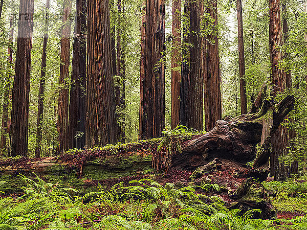 Ich stehe in den Redwood-Wäldern von Nordkalifornien. Die Bäume sind massiv und ragen in den Himmel; Kalifornien  Vereinigte Staaten von Amerika