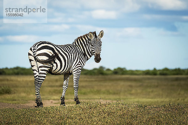 Steppenzebra (Equus quagga) steht am Ufer und schaut sich um  Grumeti Serengeti Tented Camp  Serengeti National Park; Tansania