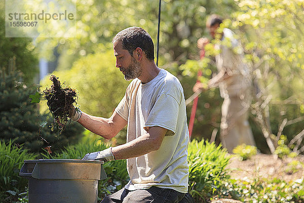 Landschaftsgärtner  der Unkraut aus einem Garten in eine Tonne räumt