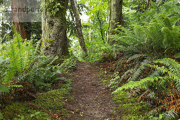Farne und Bäume entlang des Dorothy Cleveland Trail am Possession Point; Whidbey Island  Washington  Vereinigte Staaten von Amerika