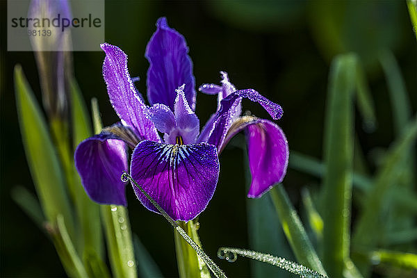 Morgentau glitzert auf der Oregon-Fahne (Iris tenax) in einem Blumenbeet in Oregon; Astoria  Oregon  Vereinigte Staaten von Amerika