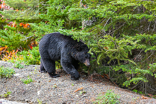 Schwarzbär (Ursus americanus) in den Bergen; British Columbia  Kanada