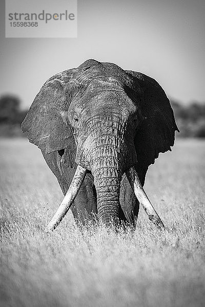 Monochromer afrikanischer Buschelefant (Loxodonta africana) im Gras stehend  Grumeti Serengeti Tented Camp  Serengeti National Park; Tansania