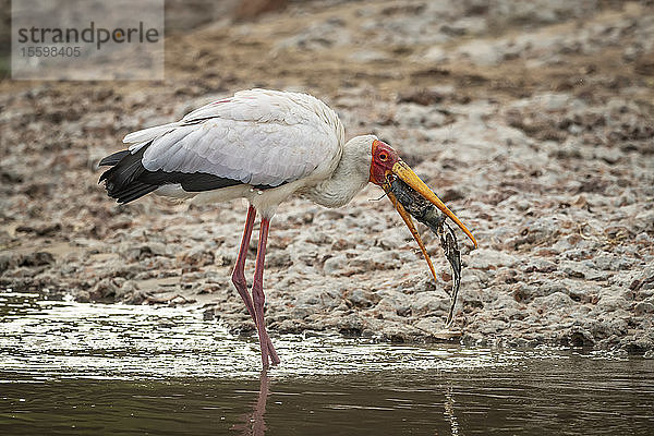 Gelbschnabelstorch (Mycteria ibis) steht im seichten Wasser und frisst Fische  Grumeti Serengeti Tented Camp  Serengeti National Park; Tansania