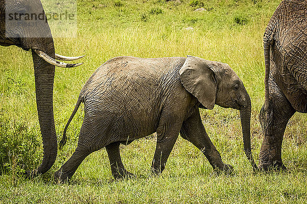 Elefantenbaby (Loxodonta africana) läuft zwischen Erwachsenen im Gras  Cottar's 1920s Safari Camp  Maasai Mara National Reserve; Kenia