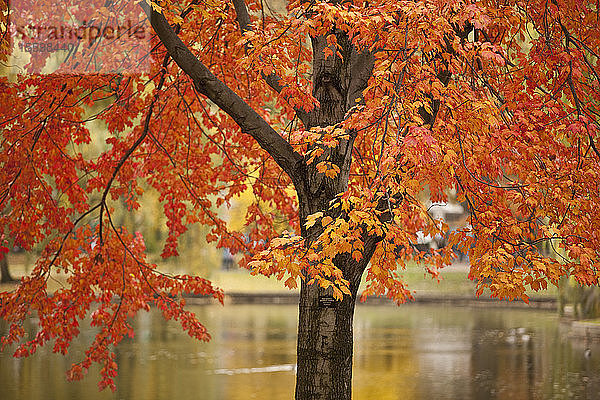 Roter Ahornbaum mit dem Public Garden im Hintergrund  Boston  Suffolk County  Massachusetts  USA