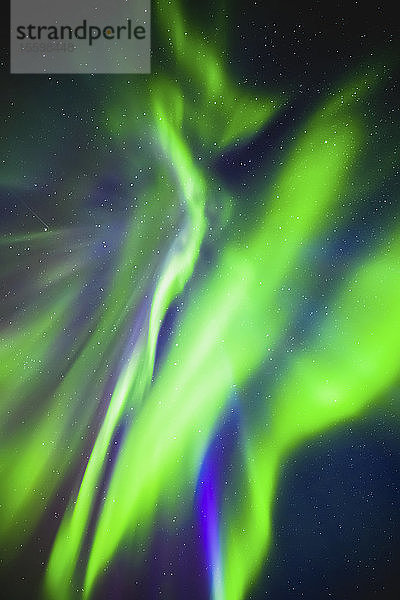 Grün leuchtende Nordlichter am Sternenhimmel  Elk Island National Park; Alberta  Kanada