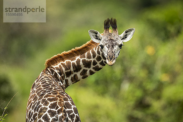 Nahaufnahme eines Masai-Giraffenkalbs (Giraffa camelopardalis tippelskirchii) mit verdrehtem Hals  Klein's Camp  Serengeti-Nationalpark; Tansania