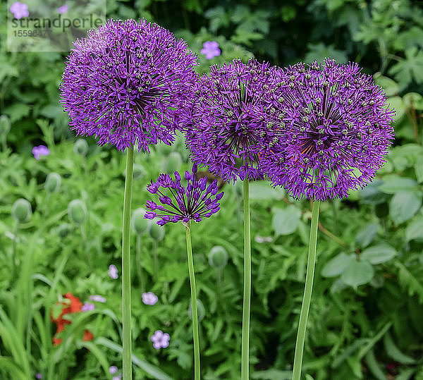 Vier blühende Allium in einem Garten; Northumberland  England